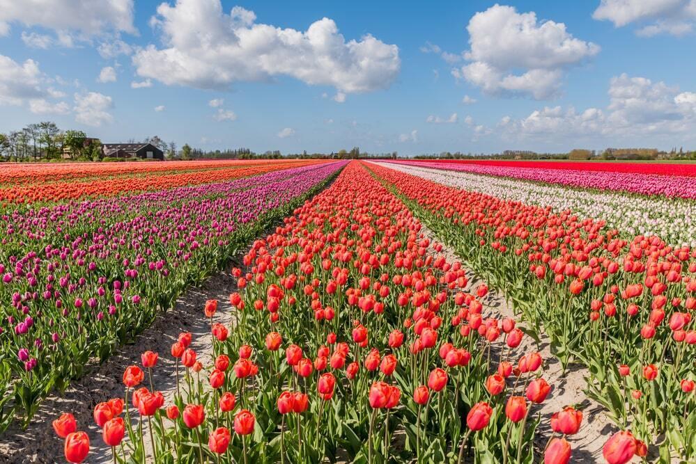 Tulip Fields In The Netherlands