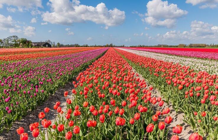 Tulip Fields In The Netherlands