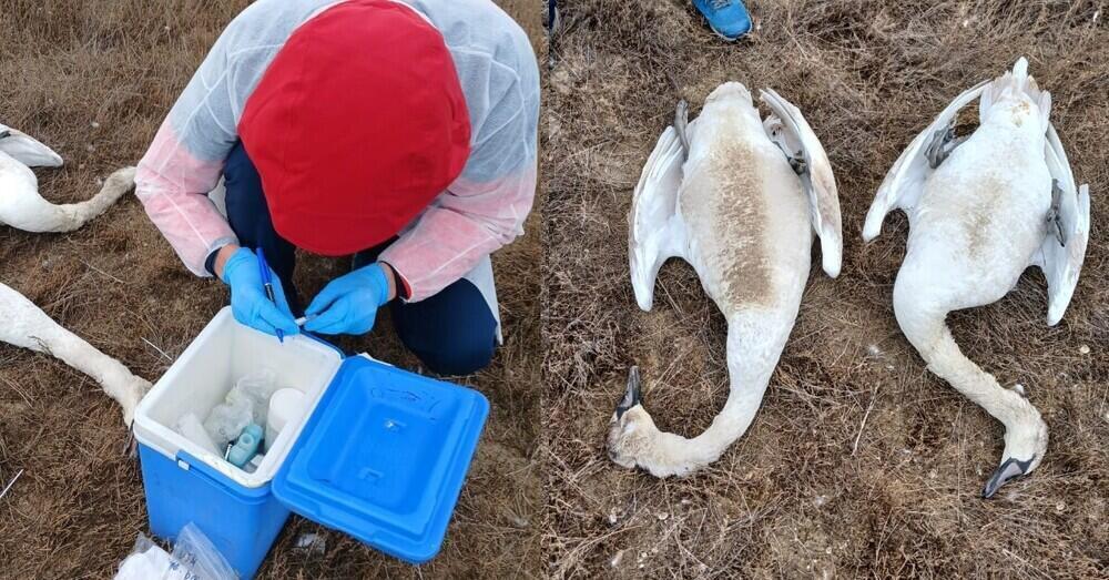 Массовая гибель лебедей в Мангистау: сливавший нечистоты в озеро отель оштрафуют более чем на 300 млн тенге
