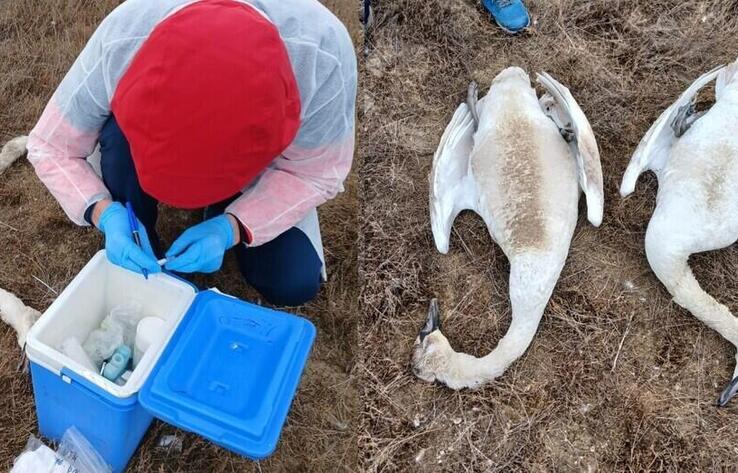 Массовая гибель лебедей в Мангистау: сливавший нечистоты в озеро отель оштрафуют более чем на 300 млн тенге