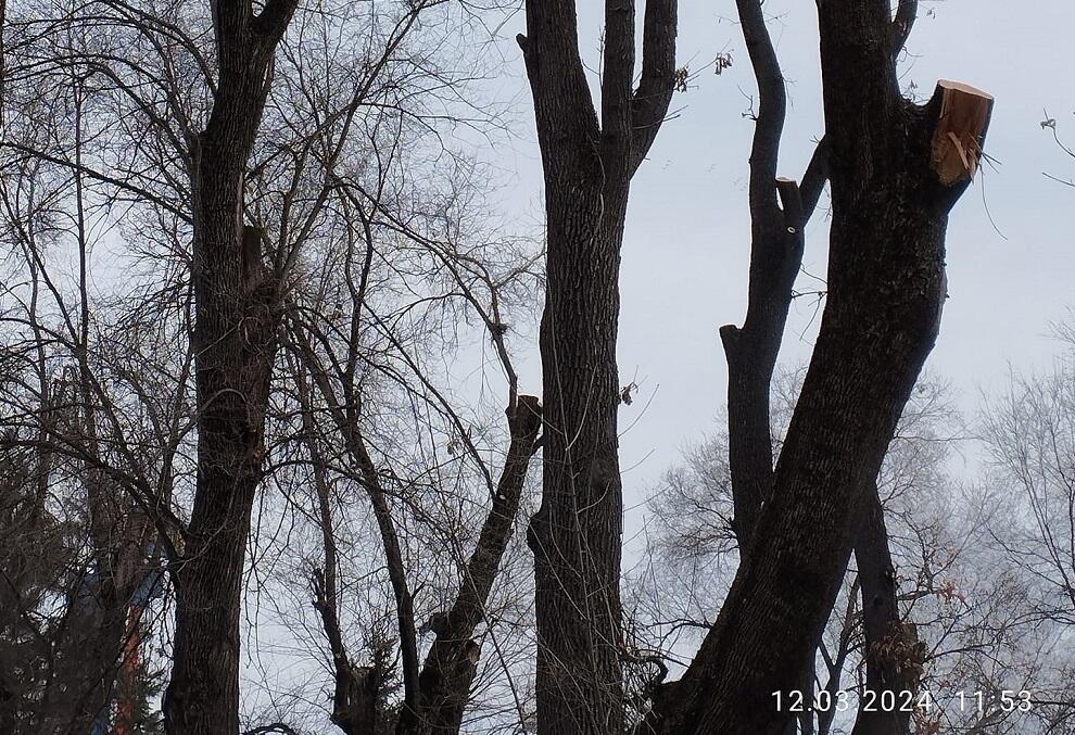 Алматинцы требуют остановить варварскую обрезку деревьев в Центральном парке отдыха