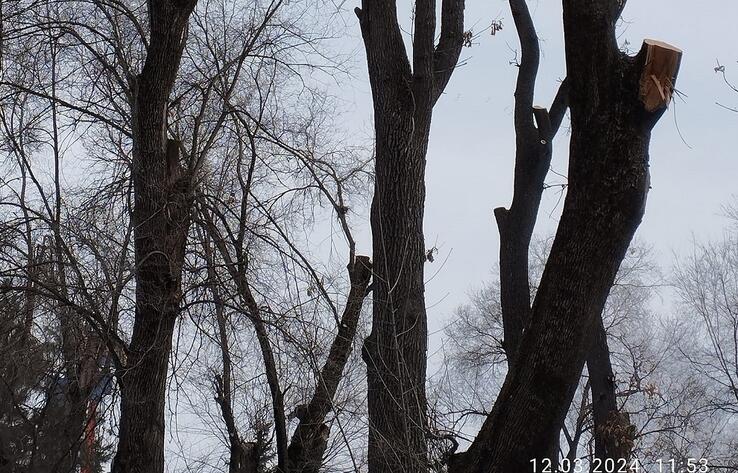 Алматинцы требуют остановить варварскую обрезку деревьев в Центральном парке отдыха