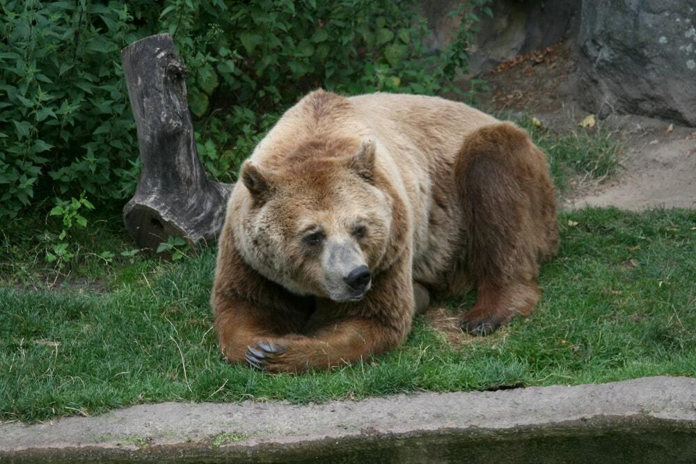 В Алматинском зоопарке родились два медвежонка