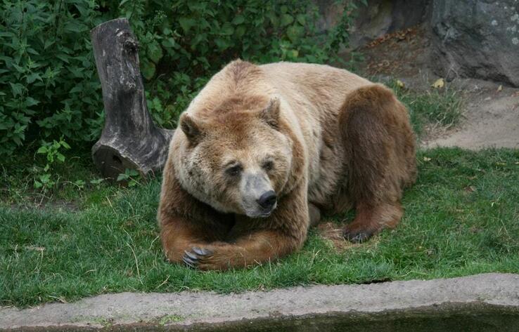 В Алматинском зоопарке родились два медвежонка