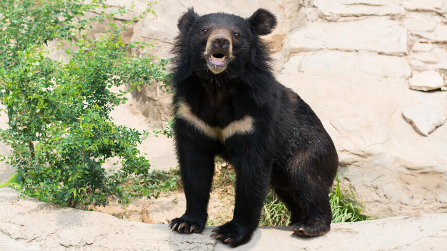 В зоопарке Алматы родились два медвежонка 