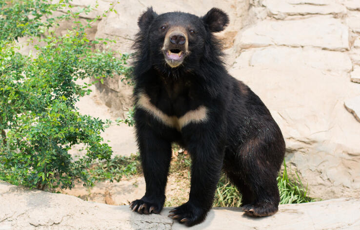 В зоопарке Алматы родились два медвежонка 