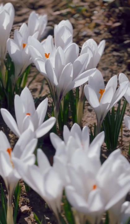 Алматыда Есентай өзенінің жағалауында крокустар гүлдеді