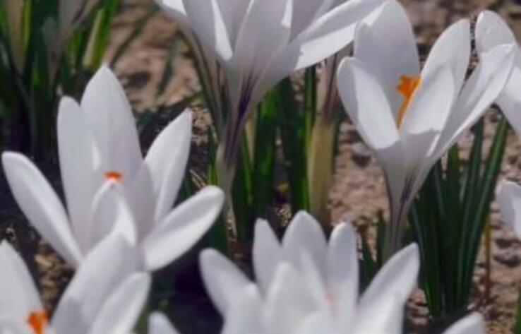 Алматыда Есентай өзенінің жағалауында крокустар гүлдеді