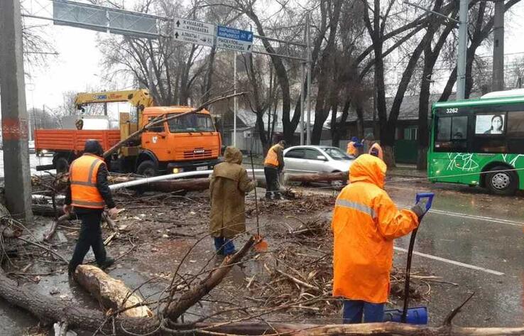 Ураган в Алматы: сколько деревьев упало на автомобили