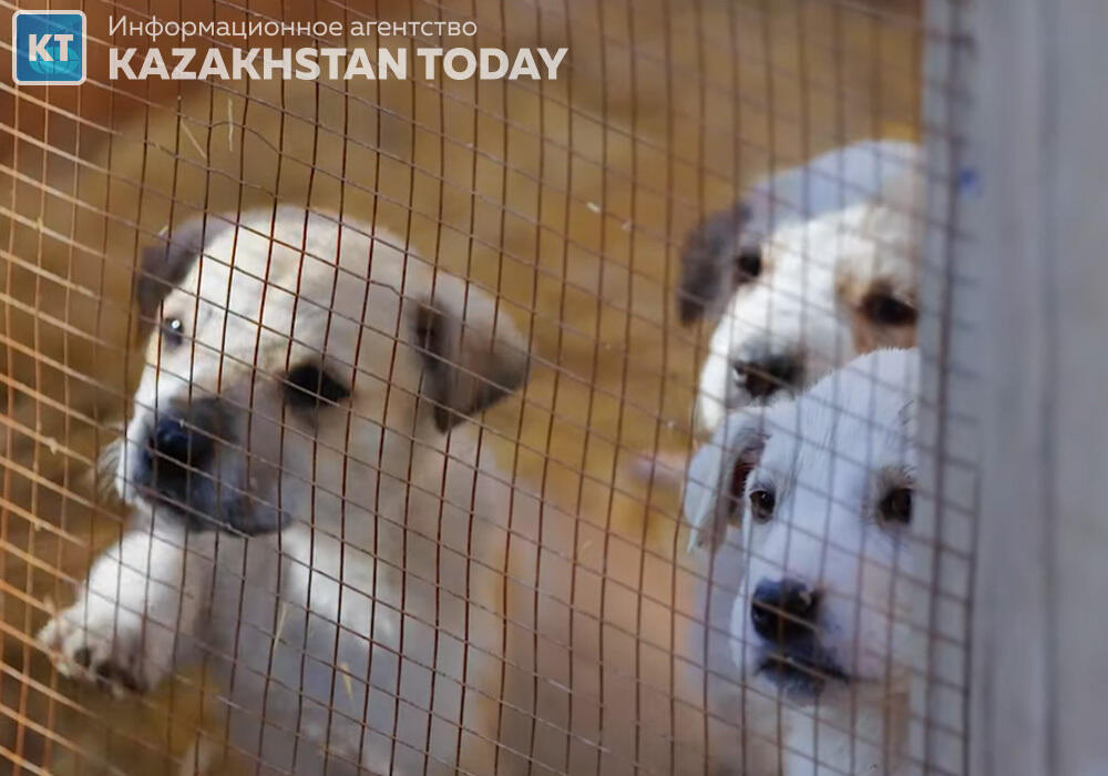 Сократить сроки содержания животных в отловах, а после умерщвлять их предложил мажилисмен 
