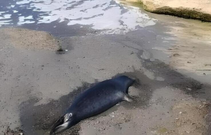 Гибель тюленей на Каспии: выброс туш произошел из-за сильного шторма
