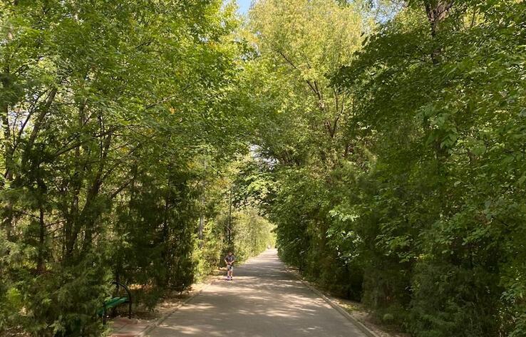 Около 8 тысяч деревьев высохло в шымкентском дендропарке