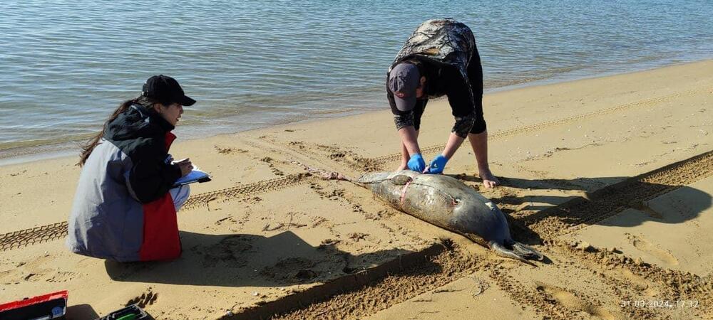 До 78 выросло число погибших тюленей на побережье Каспия 