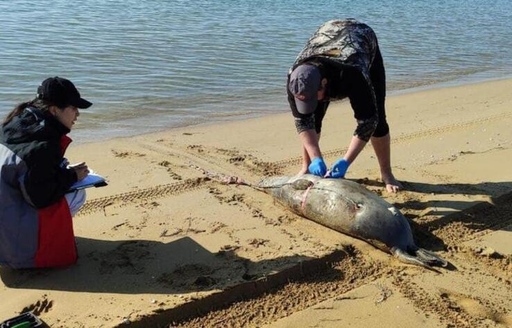 До 78 выросло число погибших тюленей на побережье Каспия 