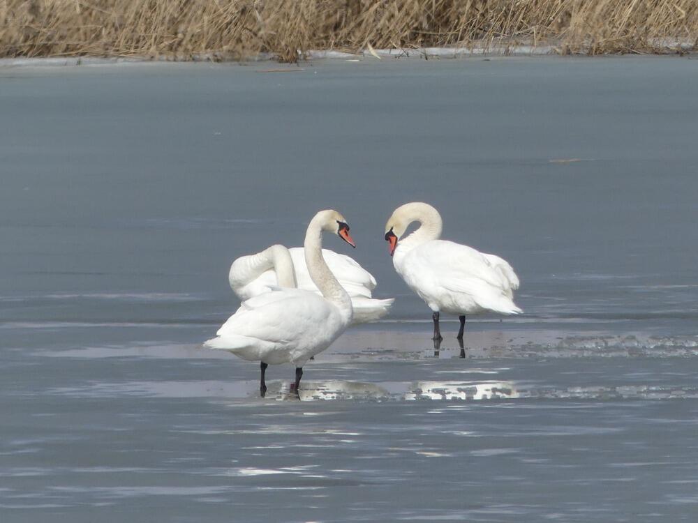 Трагедия Малого Талдыколя: перелетные птицы вернулись на то, что осталось от озера. Фото: Борис Оленев / facebook