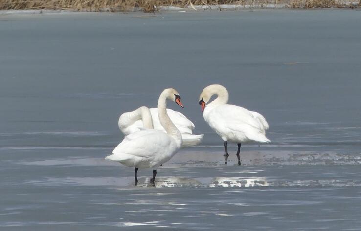 Трагедия Малого Талдыколя: перелетные птицы вернулись на то, что осталось от озера