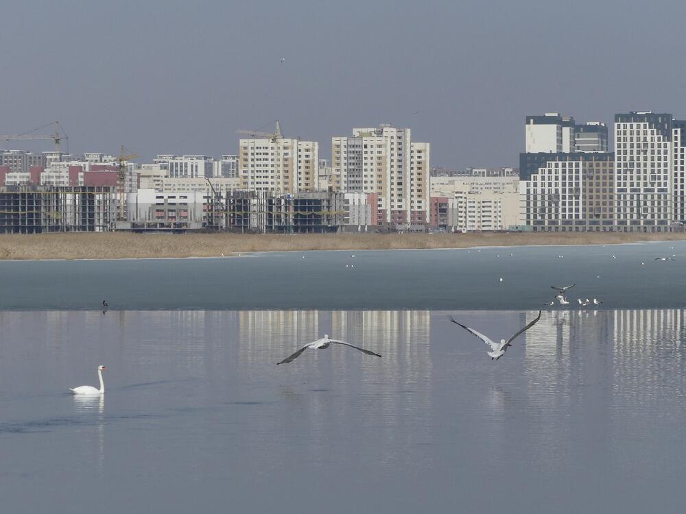 Трагедия Малого Талдыколя: перелетные птицы вернулись на то, что осталось от озера. Фото: Борис Оленев / facebook
