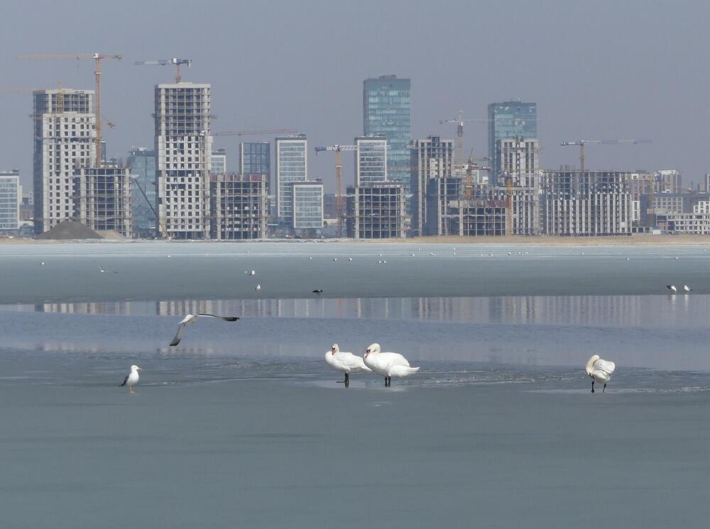 Трагедия Малого Талдыколя: перелетные птицы вернулись на то, что осталось от озера. Фото: Борис Оленев / facebook