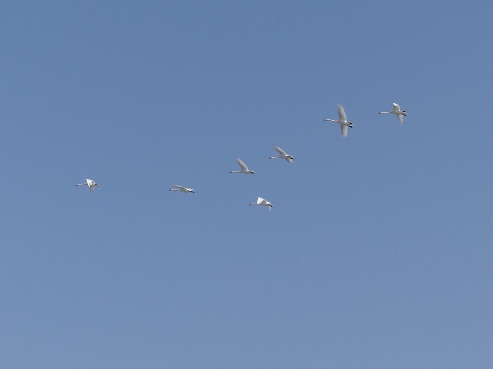 Трагедия Малого Талдыколя: перелетные птицы вернулись на то, что осталось от озера. Фото: Борис Оленев / facebook