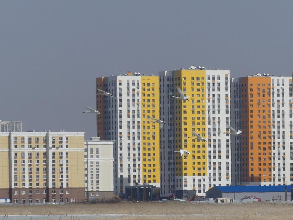 Трагедия Малого Талдыколя: перелетные птицы вернулись на то, что осталось от озера. Фото: Борис Оленев / facebook