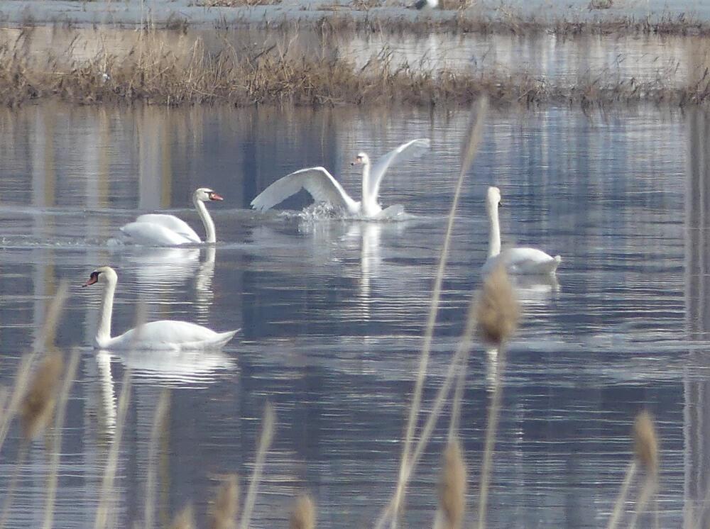 Трагедия Малого Талдыколя: перелетные птицы вернулись на то, что осталось от озера. Фото: Борис Оленев / facebook