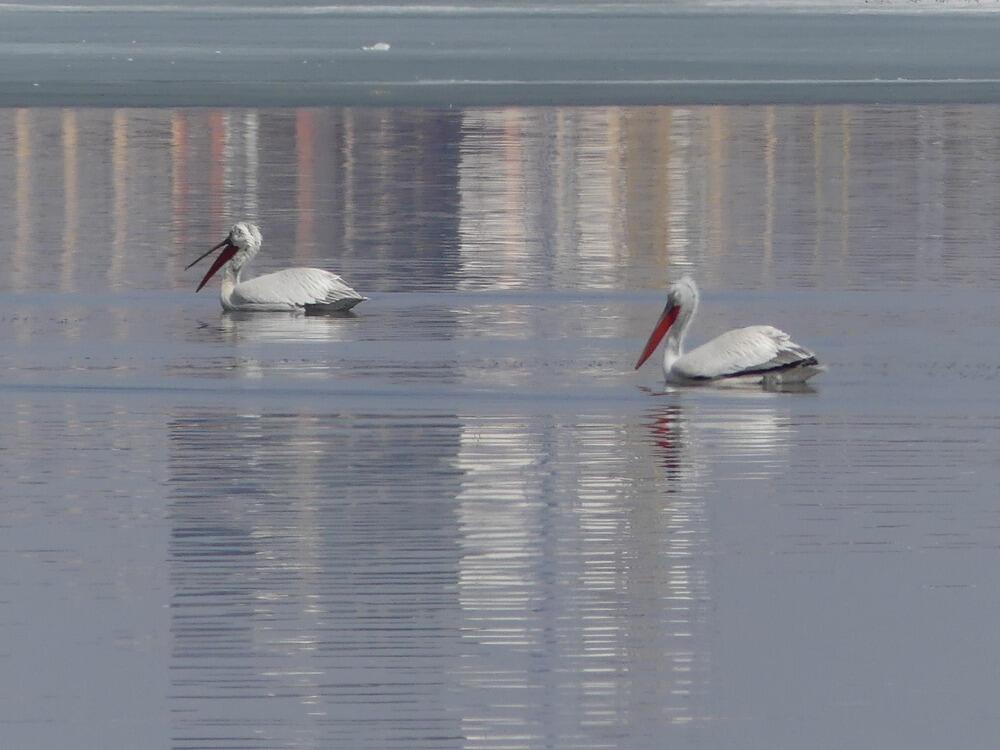 Трагедия Малого Талдыколя: перелетные птицы вернулись на то, что осталось от озера. Фото: Борис Оленев / facebook