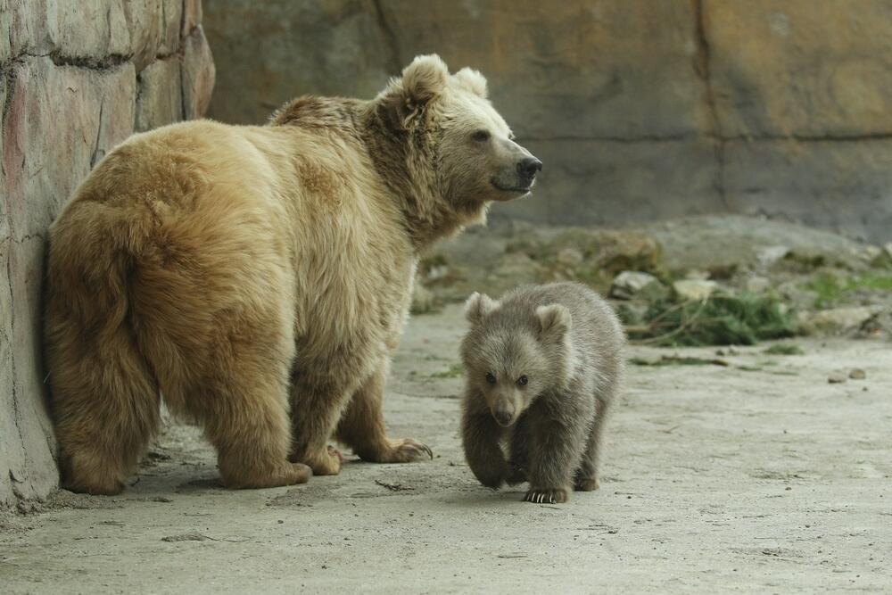 В зоопарке Караганды родился медвежонок