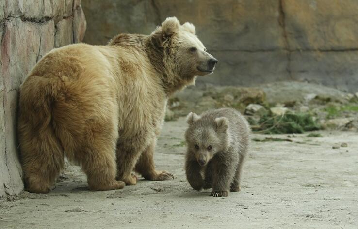 В зоопарке Караганды родился медвежонок