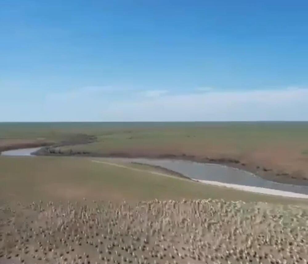 "Охотзоопром" отреагировал на обвинение в массовой гибели сайгаков в ЗКО 