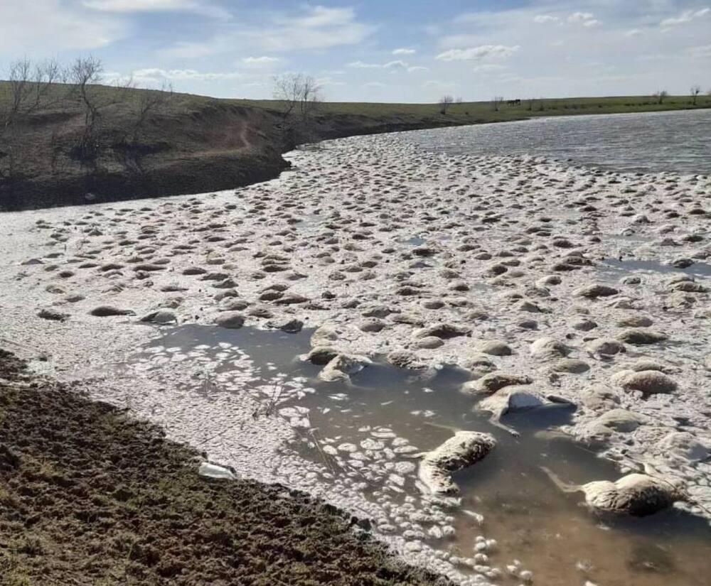 Массовая гибель сайгаков произошла в водоеме в Уральске
