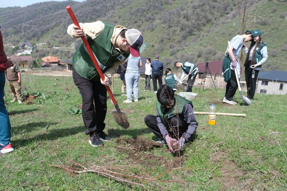 Пятьсот саженцев абрикоса посадили в горах Алматы