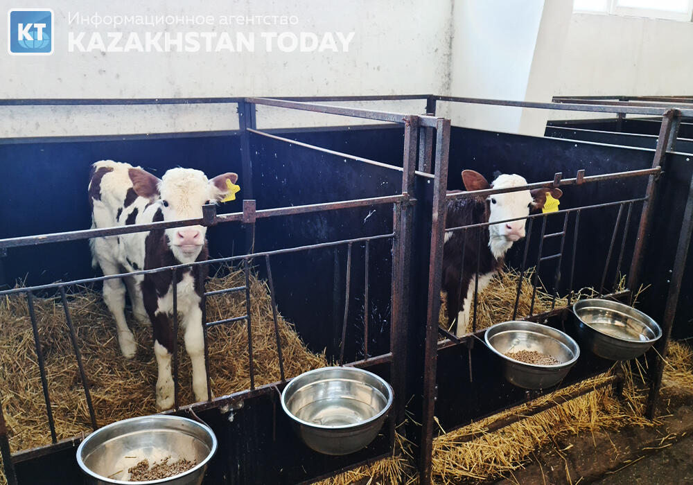 Более 8 тысяч сельхозживотных погибло из-за паводков в Казахстане