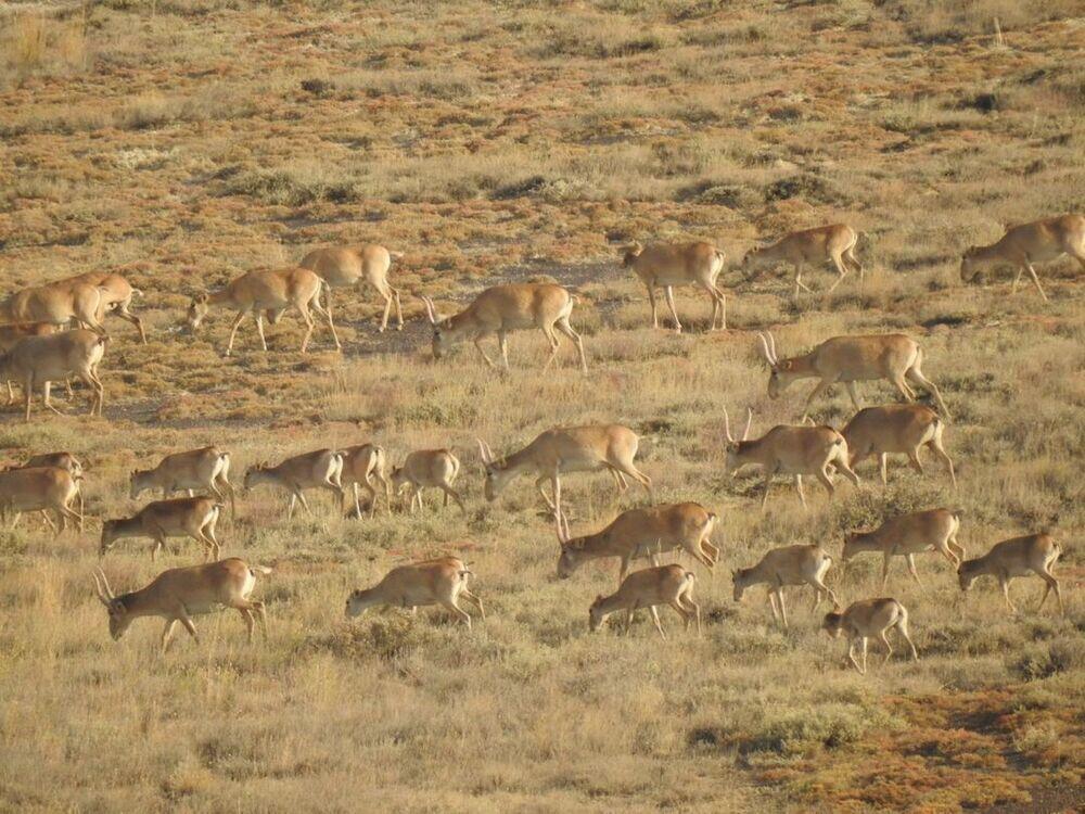 В Казахстане могут прекратить выдачу разрешений на отстрел сайгаков