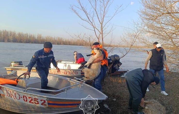 В Атырау пик паводков ожидается в начале мая
