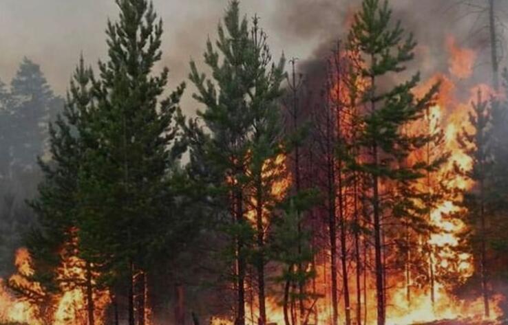 Лес горит на труднодоступном участке в "Семей орманы"