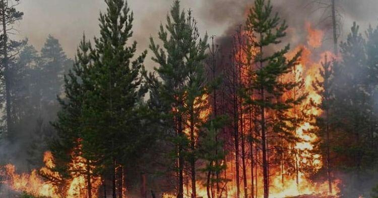 Лес горит на труднодоступном участке в лесничестве "Семей орманы"
