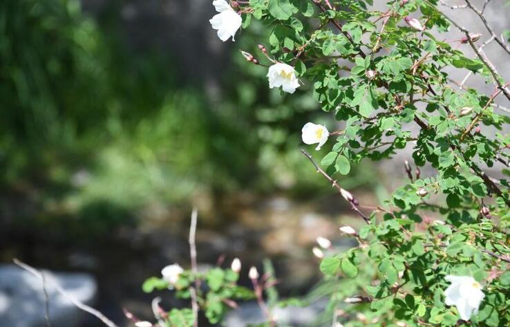 Алматыда 27 сәуірде жаппай алма ағаштары отырғызылады