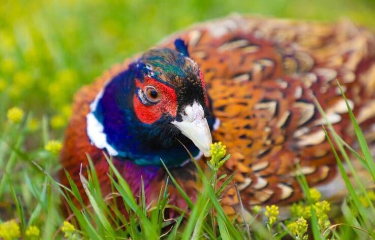 700 pheasants released into Astana’s green belt territory