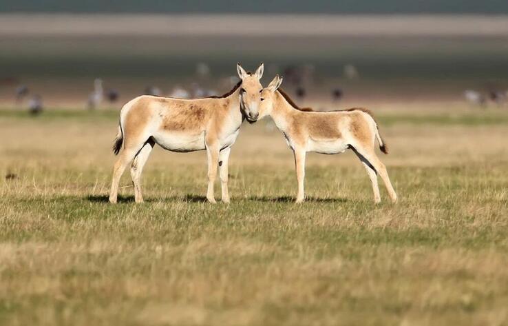 'Golden treasure’ caught on camera in Altyn-Emel National Park