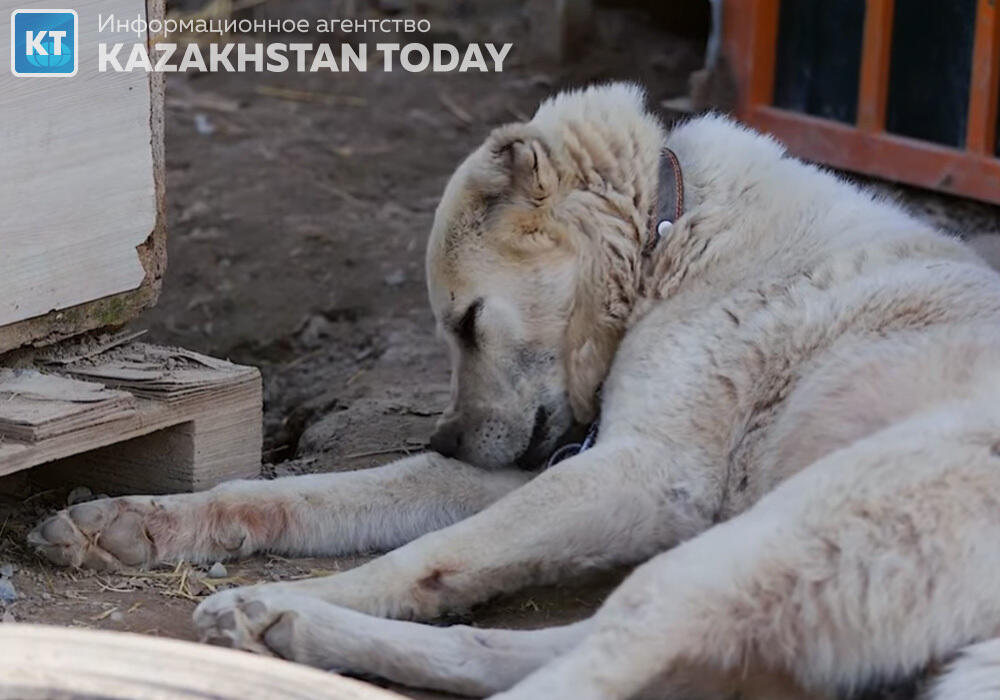 Привязал к машине и тащил: в Конаеве оштрафовали автомобилиста за издевательство над собакой 