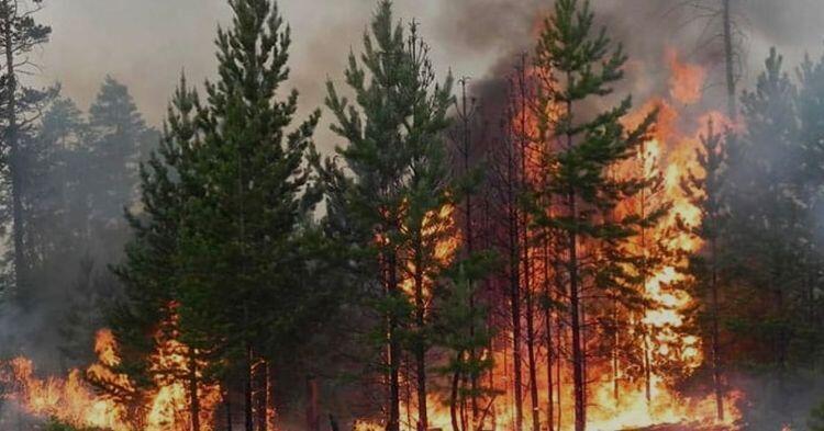 В Казахстане лишь 2% лесфонда оснащены системами раннего обнаружения пожаров