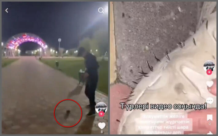 В Актобе живодеры использовали живого ежа вместо футбольного мяча 