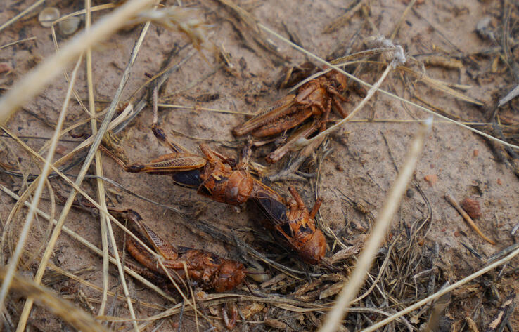 Over 90% of lands in Turkestan region treated against Moroccan locusts