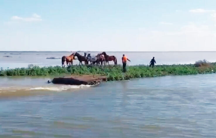 80 horses got into trouble on Ural River