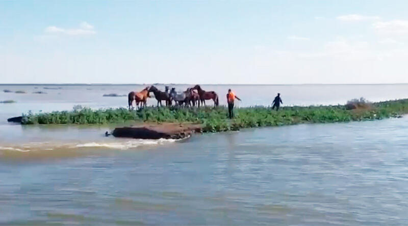 Табун из 80 лошадей попал в беду на реке Урал