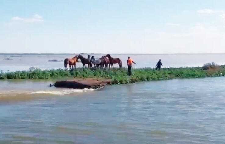 Табун из 80 лошадей попал в беду на реке Урал