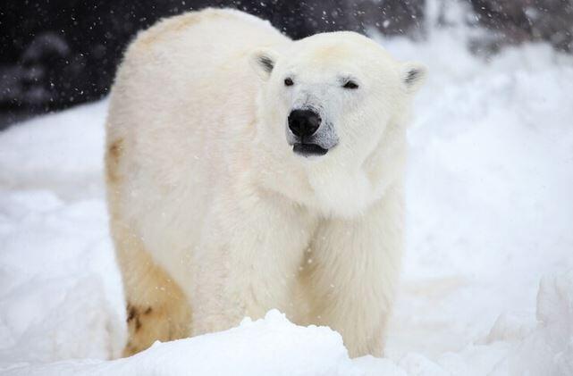 Алматинский зоопарк прокомментировал смерть медведя Тома 