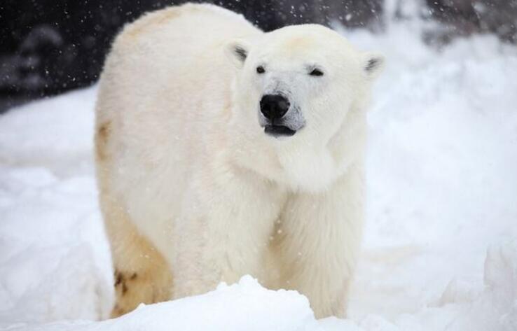 Алматинский зоопарк прокомментировал смерть медведя Тома 