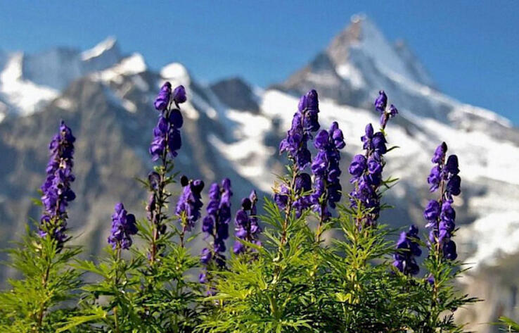 Kyrgyzstan bans collection of number of plants, including aconite