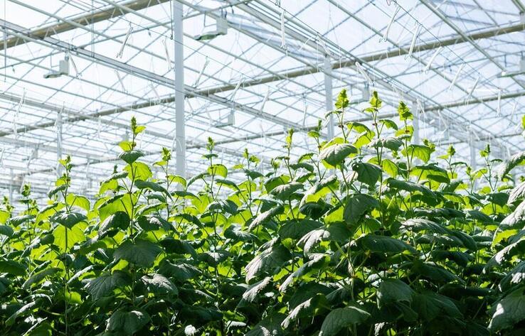 Kazakhstan builds greenhouse set to become the largest in the world